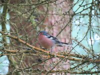 Chaffinch 1.jpg