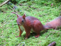 Red Squirrel 1.jpg