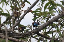 b_VariegatedFairywren_family.jpg