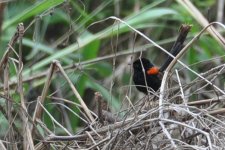 b_Red-backedFairywren1.jpg