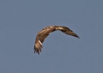 Buzzard common poss vulpinus a Petrifed Forest Lesvos 120512.jpg