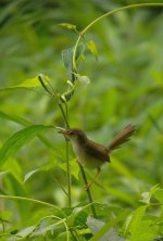 DSCN0298 Plain Prinia juv.jpg