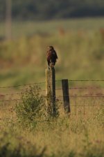 2012_07_08_Harris_Hawk (427x640).jpg