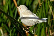 IMG_6508---Stonechat-albino.jpg