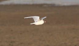 Black-headed Gull.jpg