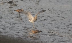 Eurasian Curlew.jpg