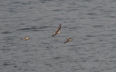 Red-necked Stint.jpg