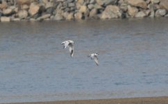 Saunders's Gull and Whiskered Tern.jpg