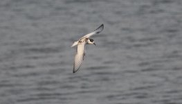 Whiskered Tern.jpg