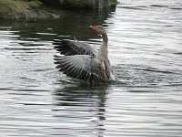 Greylag Goose 1.jpg