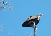 6 Hooded-Vulture.jpg