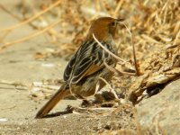 cisticola.jpg