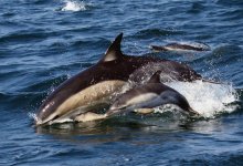 common dolphin (mother & calf), off Pembrokes coast (edited).jpg