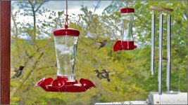 Feeders n Chimes 00111 1280p v2.jpg