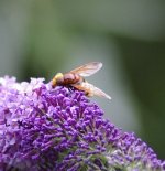 HORNET HOVER FLY.jpg