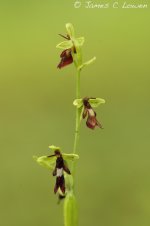 eFly-Orchid_Chappetts-Copse_230612_JCL_8826.jpg