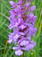 Marsh Fragrant Orchid.jpg