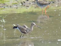 black-tailed godwit1.jpg