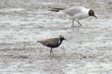 Pacific Golden Plover 120625 DSCN4531.jpg