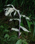 Epipactis Purpurata Achlorophyllous (Small).jpg