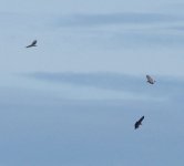 THREE BUZZARDS.jpg