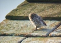 little owl 3.JPG