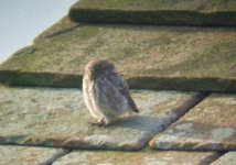 little owl 4.JPG