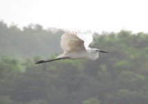 Great Egret albus.jpg