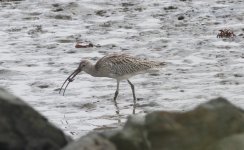 Eurasian Curlew.jpg