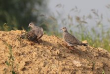 Oriental Turtle Dove.jpg