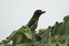 barbet.jpg