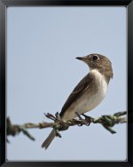 Asian-Brown-Flycatcher-XL.jpg