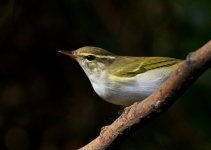 Magic-Valley-Warbler-XL.jpg