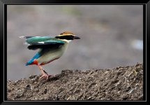 Fairy-Pitta-XL.jpg