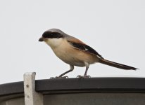 Long-Tailed-Shrike-XL.jpg