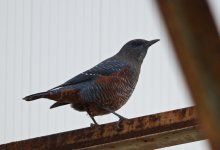 Rock-Thrush-1-XL.jpg