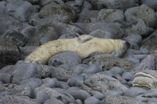 2012_09_01_Grey_Seal_infant2 (780x520).jpg