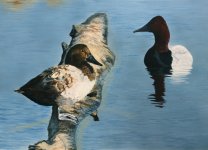 Canvasback Pair - Springtime (50%).jpg