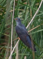 Oriental-Cuckoo-XL.jpg