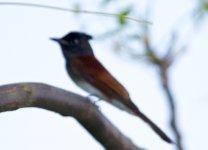 Japanese-Paradise-Flycatcher-F-XL.jpg