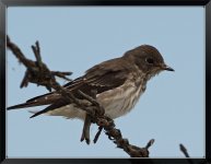 Grey-streaked-Flycatcher-Nan-L.jpg