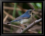 Siberian-Blue-Robin-Magic-XL.jpg