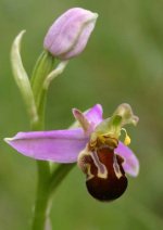 007 2 Leicester Bee Orchids.jpg