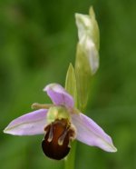 021 Leicester Bee Orchids.jpg