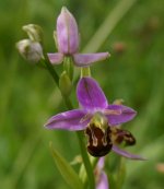 018 Leicester Bee Orchids.jpg