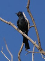 phainopepla.jpg