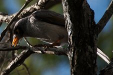 Noisy Miner.jpg