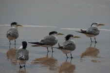 Lesser Crested Tern.jpg