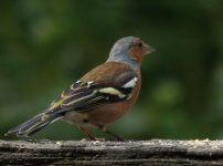 Chaffinch02Pennington.jpg