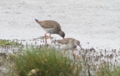 juv redshank.jpg